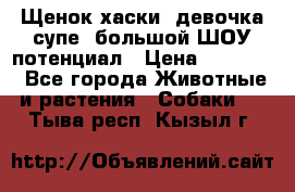 Щенок хаски, девочка супе, большой ШОУ потенциал › Цена ­ 50 000 - Все города Животные и растения » Собаки   . Тыва респ.,Кызыл г.